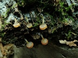 Chromosera cyanophylla image