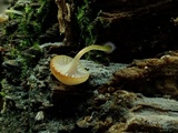 Chromosera cyanophylla image