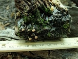 Chromosera cyanophylla image