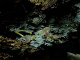 Chromosera cyanophylla image