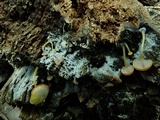 Chromosera cyanophylla image