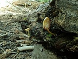Chromosera cyanophylla image