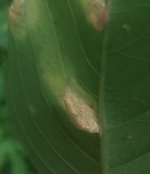 Puccinia recondita image