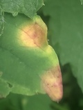 Puccinia recondita image