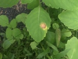 Puccinia recondita image