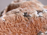 Steccherinum ochraceum image