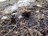 Clitocybe albirhiza image