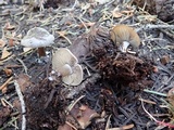 Clitocybe albirhiza image