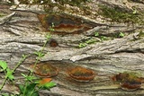 Phellinus everhartii image