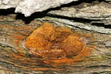 Phellinus everhartii image