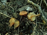 Rhodocybe nitellina image