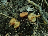 Rhodocybe nitellina image