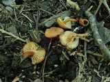 Rhodocybe nitellina image