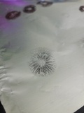 Panaeolus cinctulus image