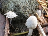 Coprinopsis stercorea image