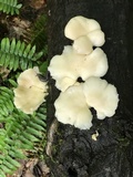 Pleurotus populinus image