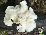 Pleurotus populinus image