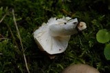 Hygrophorus agathosmus image