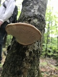 Fomitopsis mounceae image