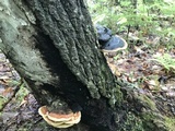 Fomitopsis mounceae image