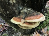 Fomitopsis mounceae image