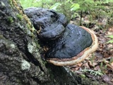 Fomitopsis mounceae image