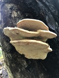 Fomitopsis mounceae image