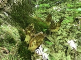 Morchella americana image