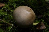 Hygrophorus agathosmus image