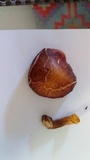 Gymnopilus purpuratus image