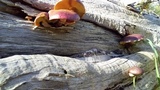 Gymnopilus purpuratus image