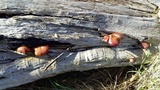 Gymnopilus purpuratus image