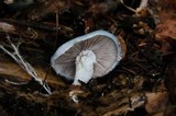 Stropharia aeruginosa image