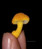 Cyptotrama asprata image