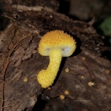 Cyptotrama asprata image