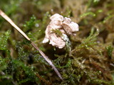 Arrhenia retiruga image