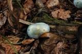 Stropharia aeruginosa image