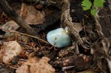 Stropharia aeruginosa image