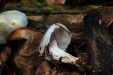 Stropharia aeruginosa image