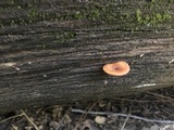 Xeromphalina enigmatica image