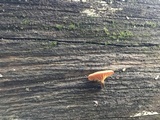 Xeromphalina enigmatica image
