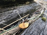 Xeromphalina enigmatica image