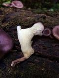 Panus conchatus image