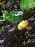 Panus conchatus image