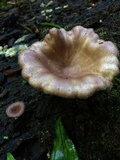 Panus conchatus image