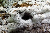 Ceratiomyxa fruticulosa var. fruticulosa image