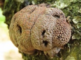 Daldinia lloydii image
