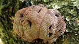 Daldinia lloydii image