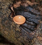 Cookeina speciosa image