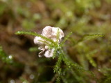 Arrhenia retiruga image